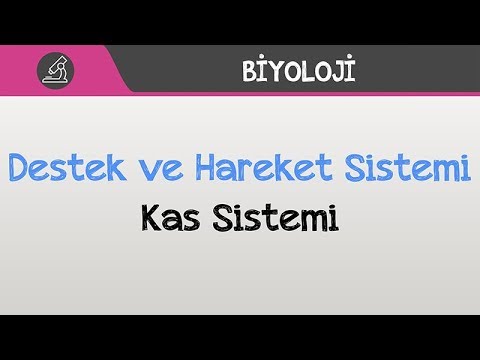 İnsan Fizyolojisi /  Destek ve Hareket Sistemi - Kas Sistemi