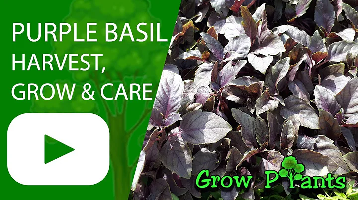 Discover the Fragrant Beauty of Purple Basil: A Guide to Growing and Caring for Ocimum Basilicum