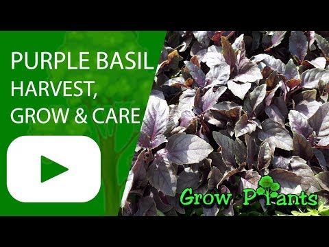 Video: Osmin Purple Basil Information: Vinkkejä Osmin Basil -yrttien kasvattamiseen