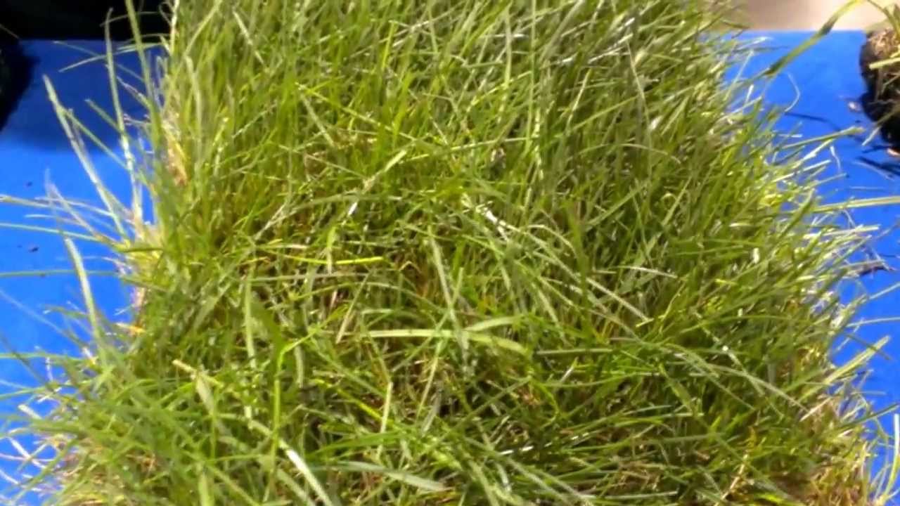 Native Lawns for Los Angeles YouTube