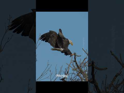 Video: Eagles är stolta fåglar