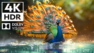 Experience the splendor of wildlife Dolby Vision 4K HDR - Cinematic music (dynamic color)