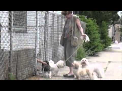 JJLOY : Dog Training - WALKING A HERD OF DOGS THRO...