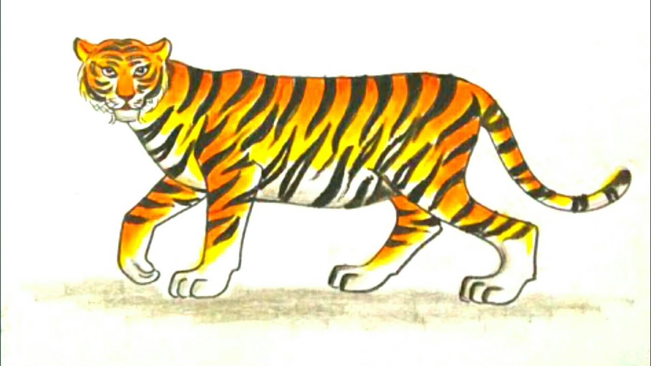 How to draw a tiger/ step by step Tiger drawing easy oil pastel colour