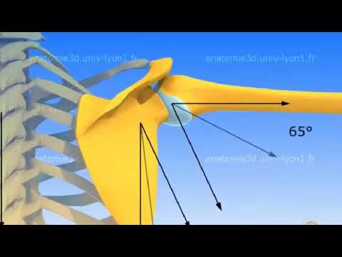 Vídeo: Por que a articulação glenoumeral é suscetível a lesões?