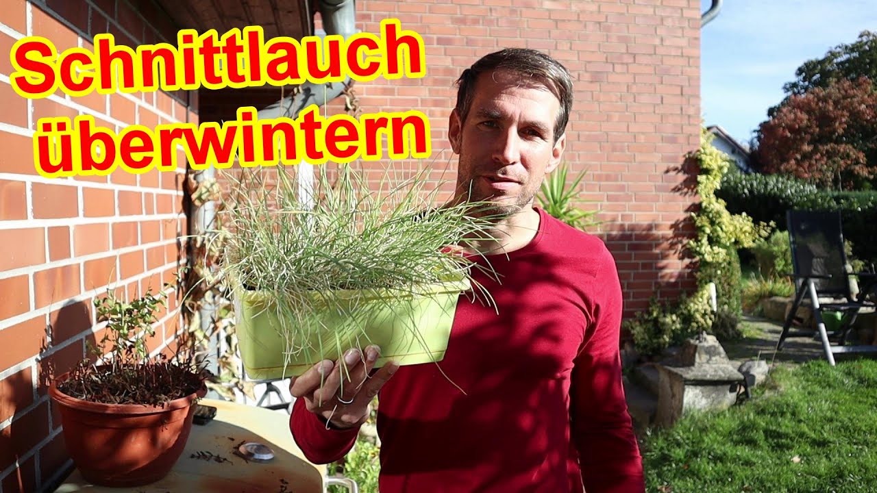 Schnittlauch überwintern draußen & drinnen + Schnittlauch Treiberei im