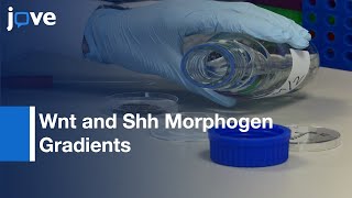 Wnt and Shh Morphogen Gradients Modulators Analysis by Confocal Assays | Protocol Preview