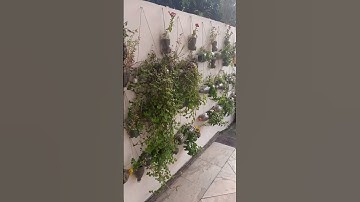 Amazing vertical Garden using plastic bottles #shorts #ytshorts #trending #plastic bottles #diy