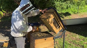 Top tips for Brood Inspection