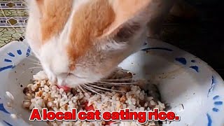 Embul is eating mixed rice with fish.
