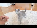 Russian blue cat Monaco is play like a dog