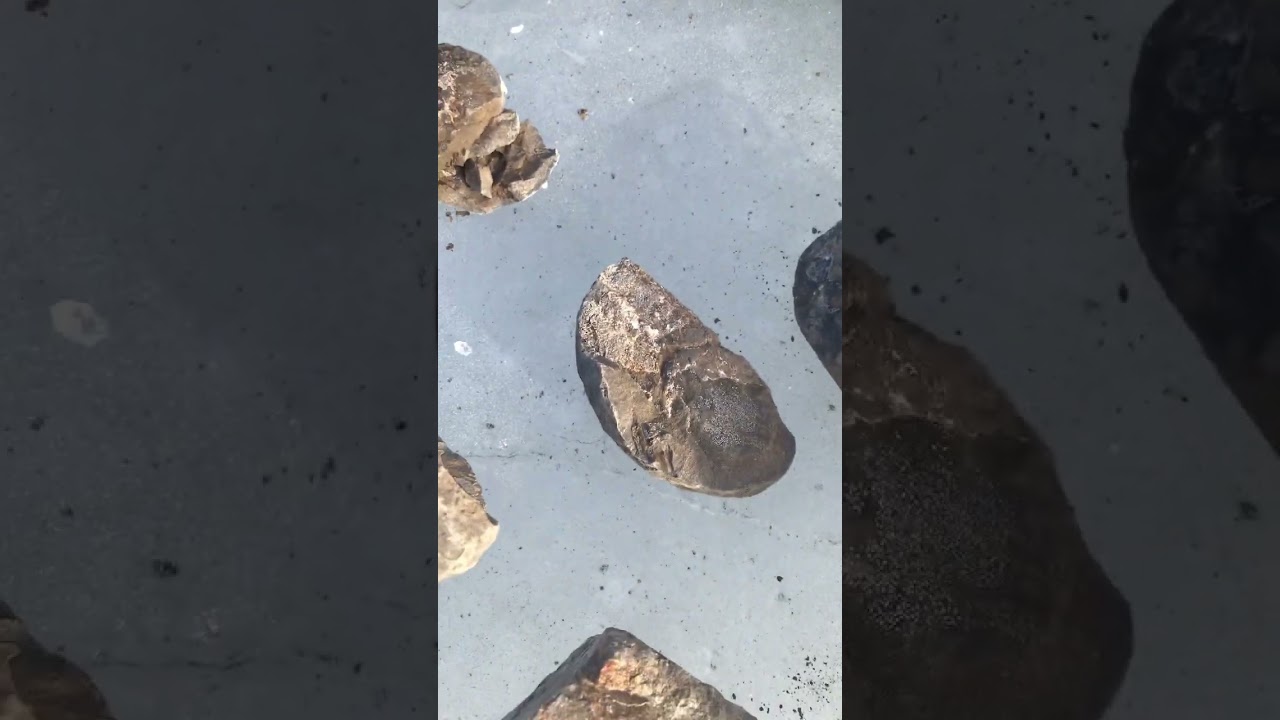 Fossil Hunting Haul! Clams, Lobsters and Gastropods!