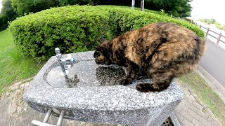 ボブテイルのサビ猫が水道にまたがって水をゴクゴクと飲む