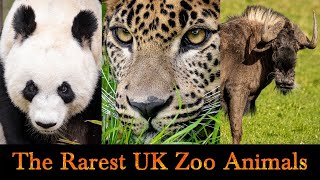 The Rarest Animals In UK Zoos and Where To Find Them