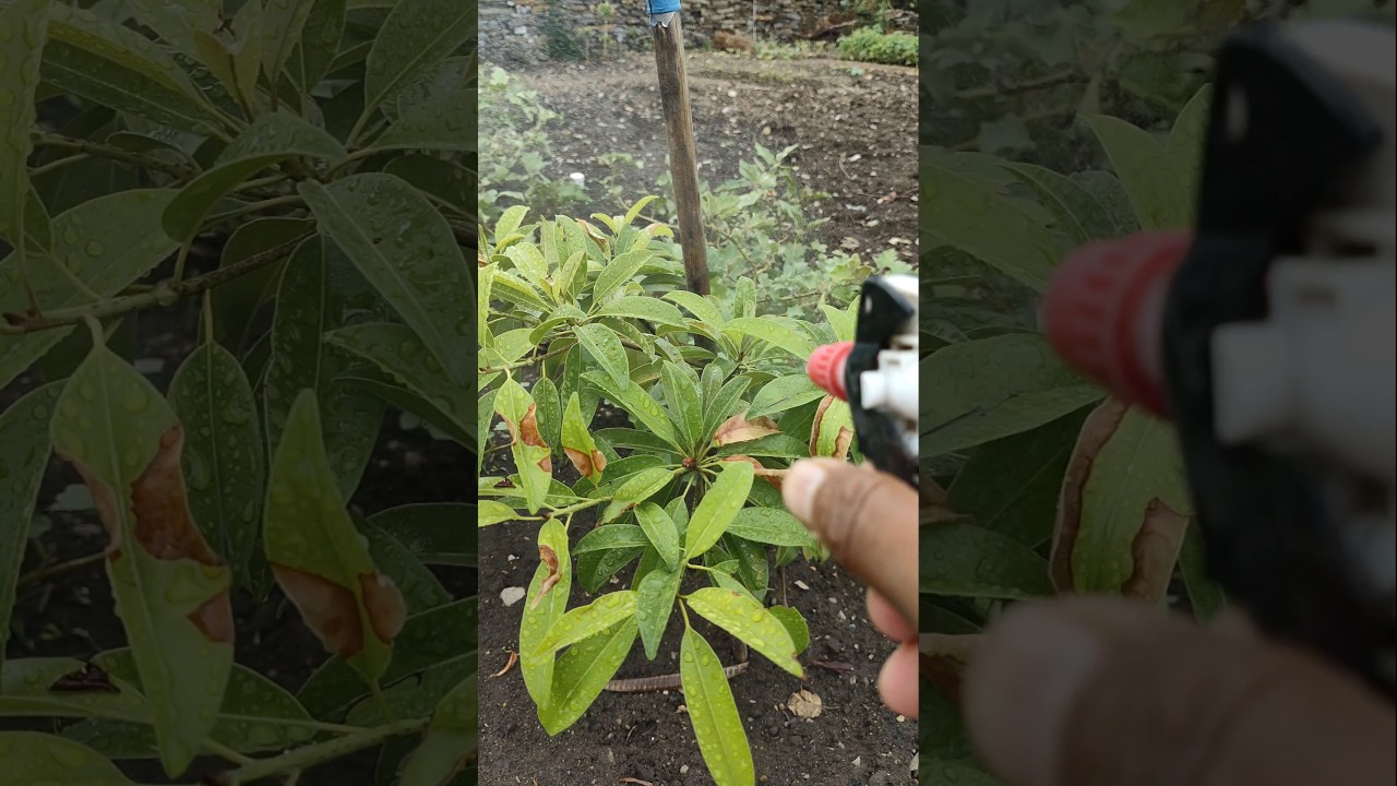 I am spraying pesticide on the sapota plant 