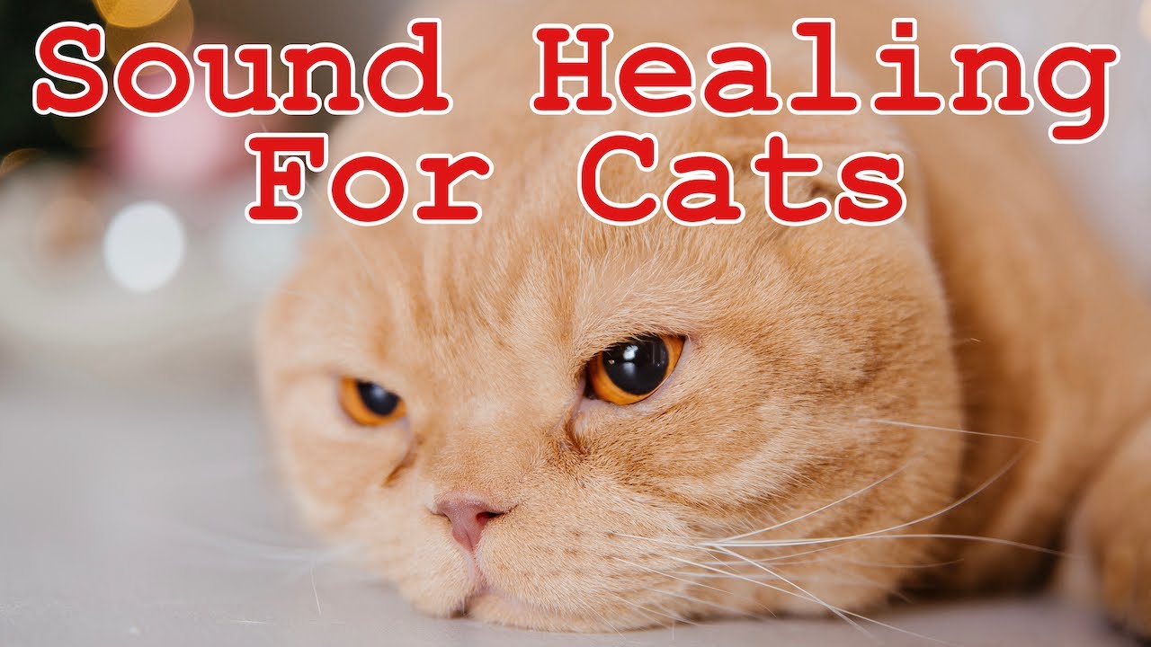 ⭐ Sound Healing For Cats with Anxiety | Music to Calm Your Cat | Stress ...