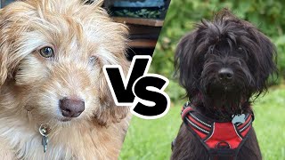 Doxiepoo vs Jackapoo: The Ultimate Hybrid Dog Showdown! by All About Mixed Breed  39 views 11 days ago 1 minute, 59 seconds