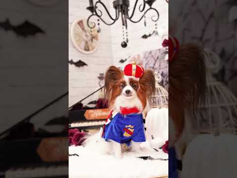 Happy Halloween🎃 #shorts