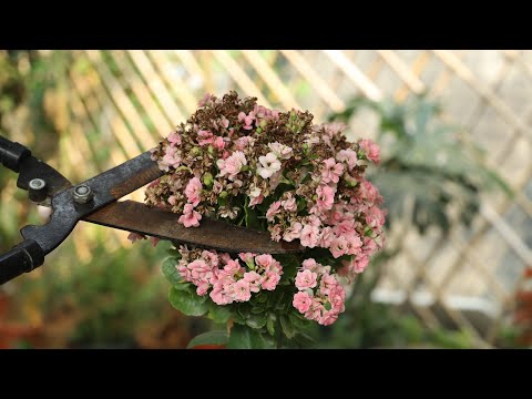 给长寿花修剪残花后，多使用一次“它”，后期长新的壮芽就会更多
