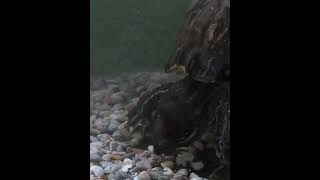 Looking For Dried Fish