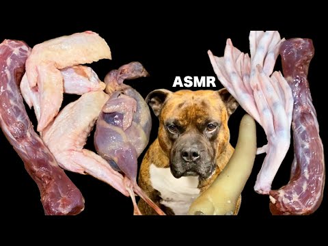 【大食い犬ASMR】生肉吊るしたら不器用な愛犬がふてくされたwww MUKBANG Dog eats raw meat bones