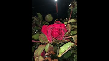 والفجر ١ وليال العشر|ماهر المعيقلي سورة الفجر #قران_كريم