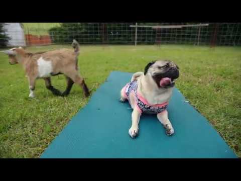 Doug The Pug - Pugs and Goats