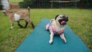 Doug The Pug - Pugs And Goats