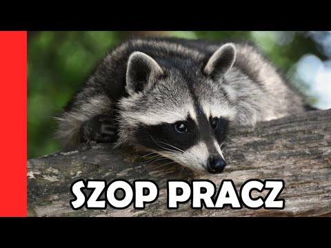 Wideo: Do czego służy szopa?