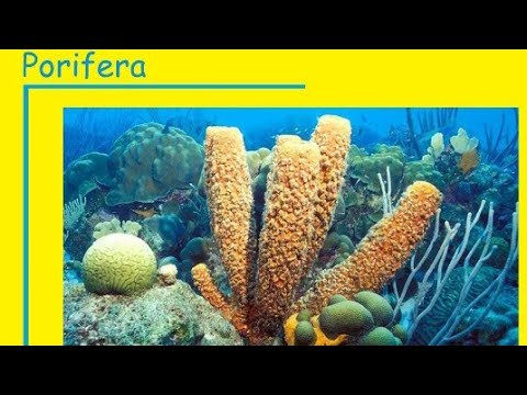  Penjelasan  Materi Hewan  Invertebrata Yaitu Porifera YouTube