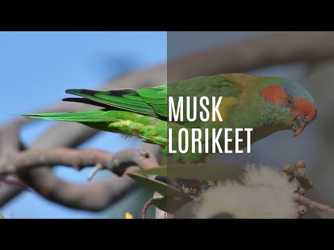 The Wild & Colorful World of Musk Lorikeet (Glossopsitta Concinna)