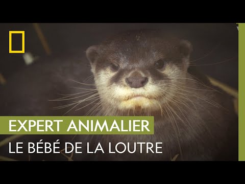 ANIMAUX- Pup 681 et autres bébés loutres