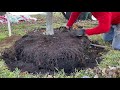 How to Plant a 95 Gallon Shumard Red Oak Tree