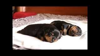 Щенки ротвейлера 12 дней. Rottweiler puppies 12 days. Born 14/03/2015 Щенки ротвейлера 12 дней. Rottweiler puppies 12 days. Born 14/03/2015