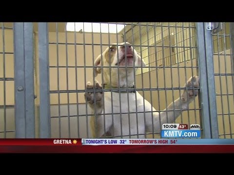 fremont-animal-shelter-wants-pets-rescued