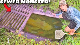 I Found a Sewer INFESTED with MONSTER AQUARIUM FISH!