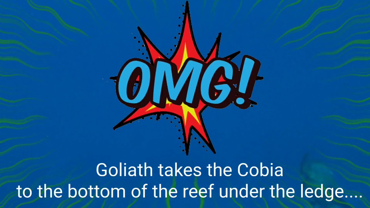400+lbs Goliath Grouper vs Mermaid=Cobia Sandwhich