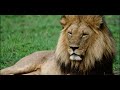 Ve stopě predátora – Kalahari (2016)