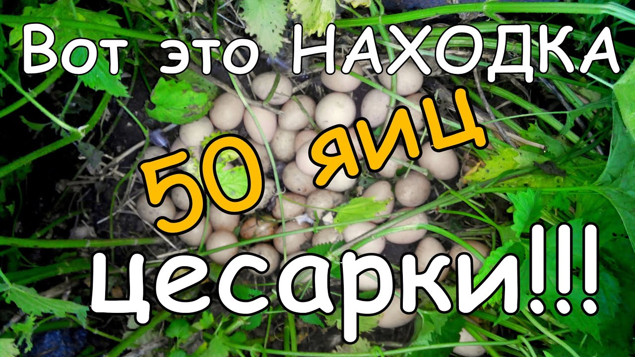 Интересная Находка 50 Яиц Цесарки