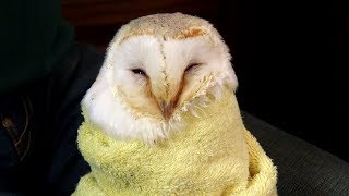 How to Rehydrate and Feed a Starving Owl by BarnOwlTrust 76,747 views 6 years ago 6 minutes, 24 seconds
