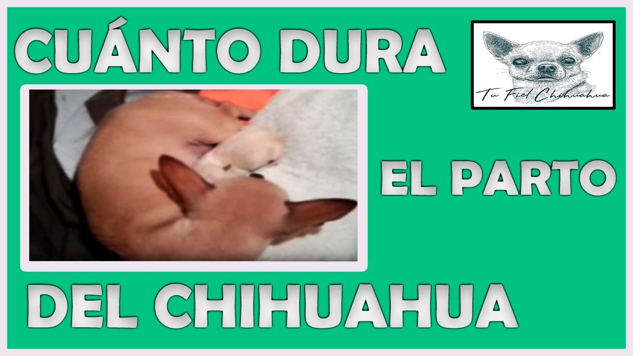 ️ Cuánto dura el parto de una chihuahua ️ YouTube ️ Cuánto dura el parto de una chihuahua ️ YouTube