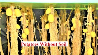 Amazing High-Tech Hydroponic,Aeroponic Potatoes,Growing plants without soil, gardening technology►1