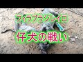 Brazilian Guarddog Puppys fight の動画、YouTube動画。