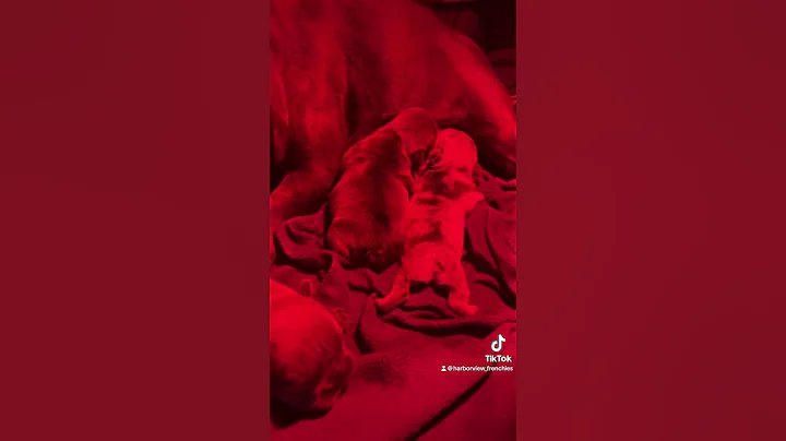 Frenchie mom cleaning her newborn puppies #frenchbulldog #shorts