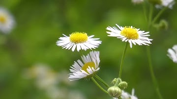#قراءة للشيخ ابراهيم الاخضر من #سورة الحج الآيات (1-37)