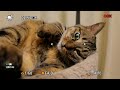 EOS R6 動画撮影中の動物瞳AFの様子 #ねこ