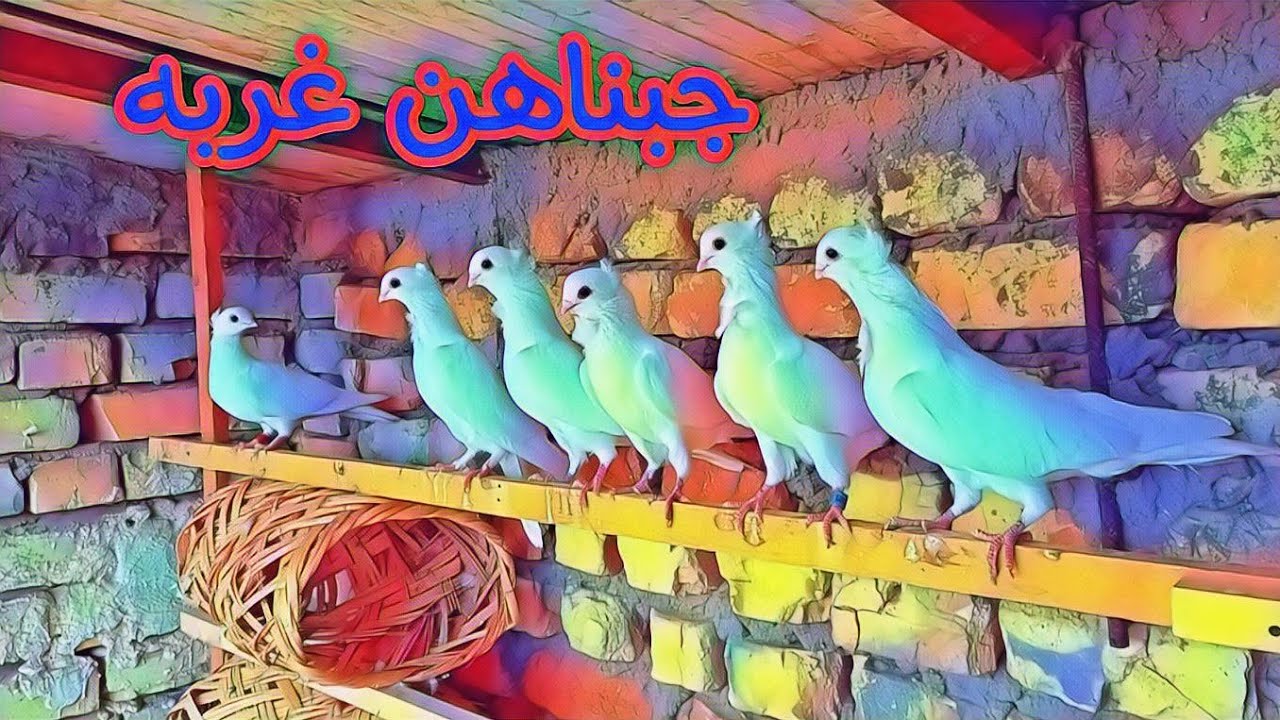 طريقه تثبيت الحمام الحمر وجميع الطيور وجبنه الكم ارافل كله فول وغربه