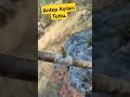 Çıtlık ağacına Antep Aşısı