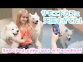 大阪の旅行〜 サモエドカフェ行った!Samoyed Cafe 🐾