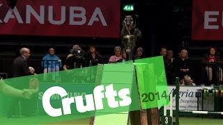 Agility Kennel Club British Open Medium Winner Crufts 2014